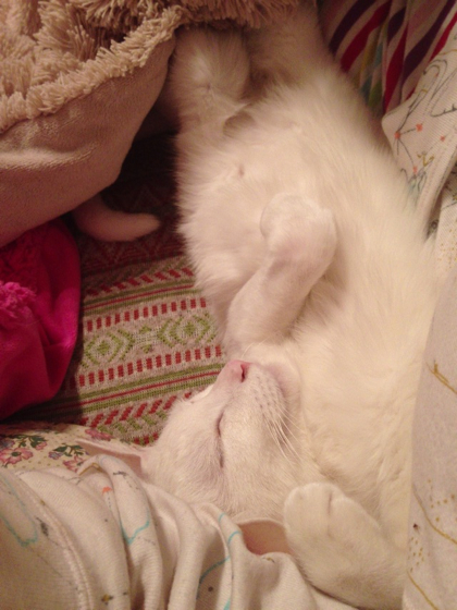 f:id:shi-kano:20130309163156j:image f:id:shi-kano:20130309163156j:image