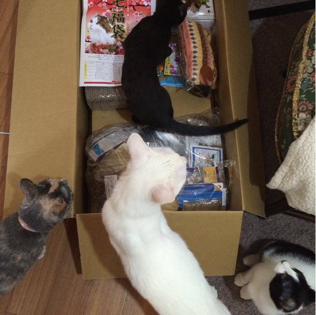 f:id:shi-kano:20150110124007j:plain f:id:shi-kano:20150110124007j:plain