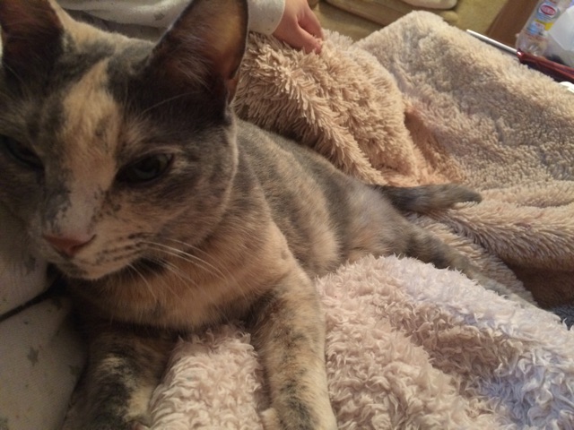f:id:shi-kano:20150318222407j:plain f:id:shi-kano:20150318222407j:plain