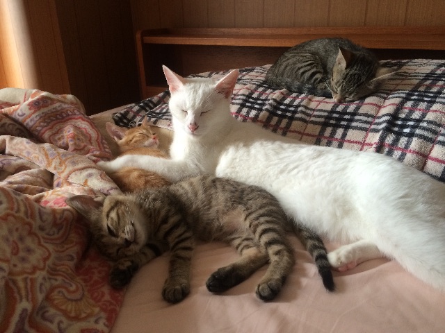 f:id:shi-kano:20150708105802j:image f:id:shi-kano:20150708105802j:image