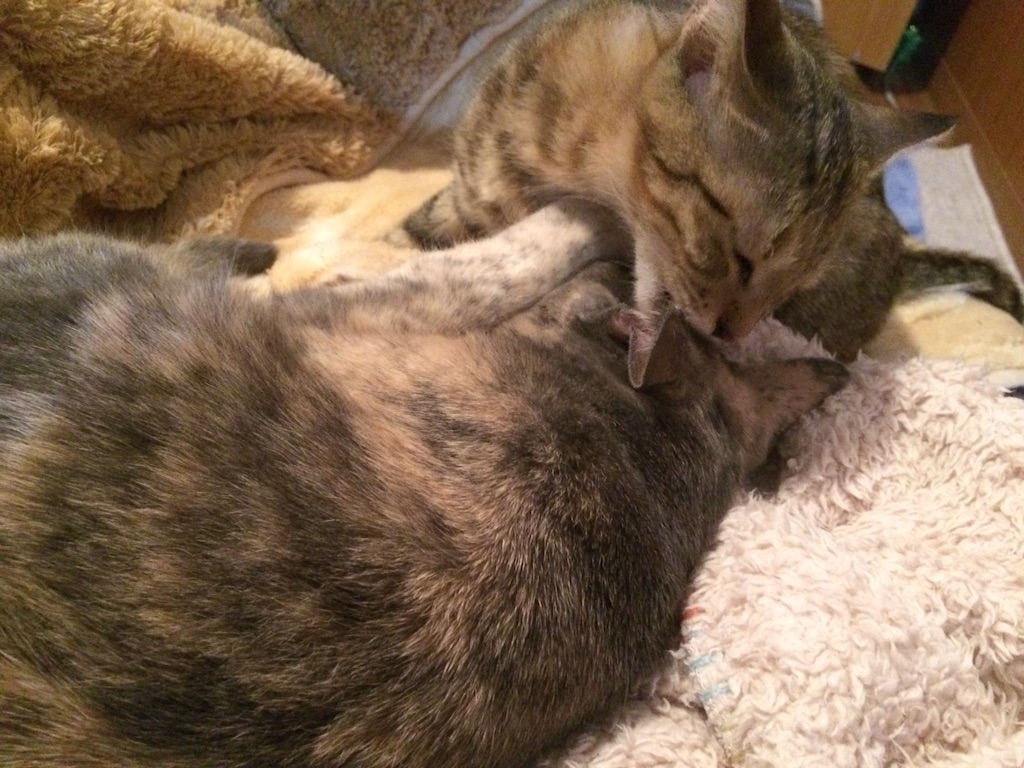f:id:shi-kano:20151020085715j:image f:id:shi-kano:20151020085715j:image