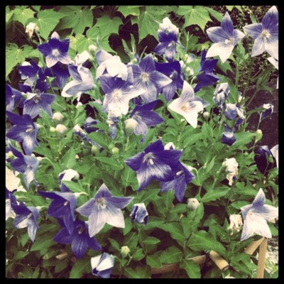 f:id:shiholeeno:20110719190841j:image f:id:shiholeeno:20110719190841j:image