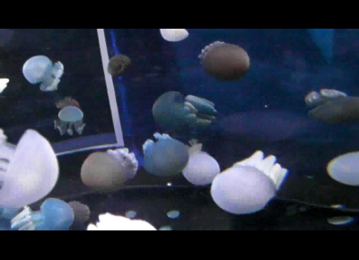 f:id:shiinaneko:20090809004533j:image f:id:shiinaneko:20090809004533j:image