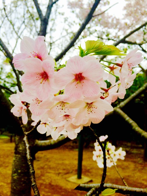 f:id:shiki_neco:20150403180305j:plain f:id:shiki_neco:20150403180305j:plain