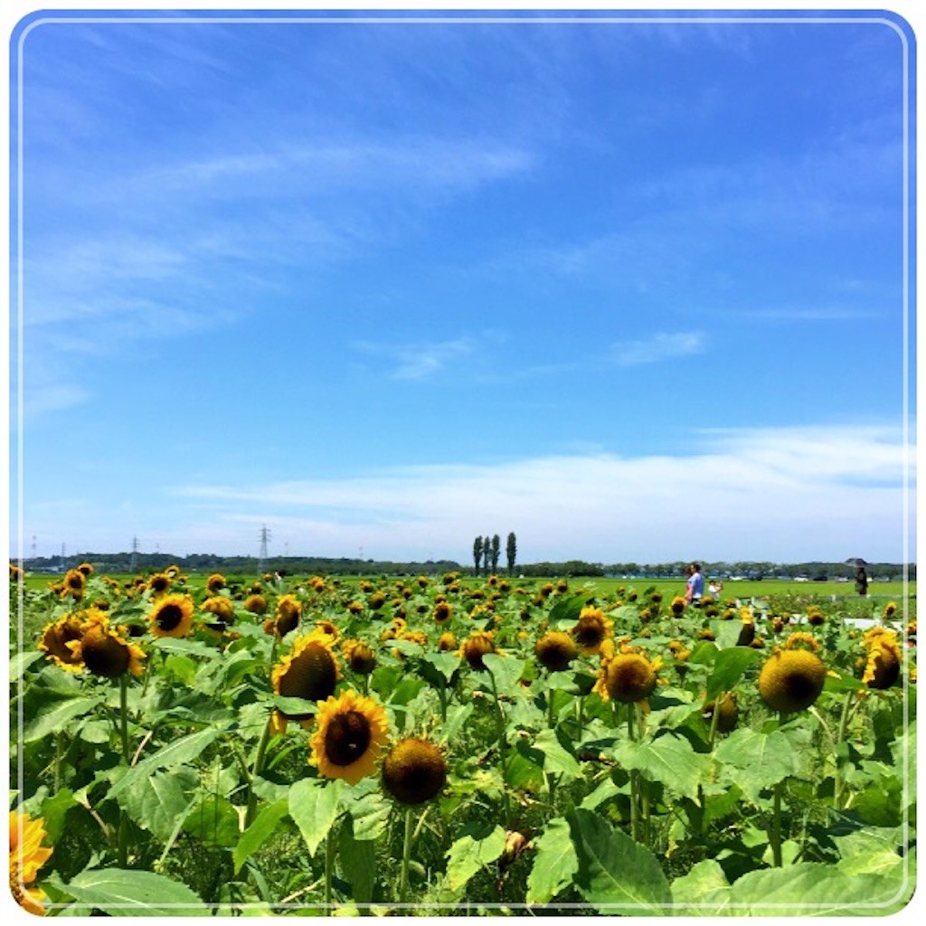f:id:shikihan:20150719213006j:image f:id:shikihan:20150719213006j:image