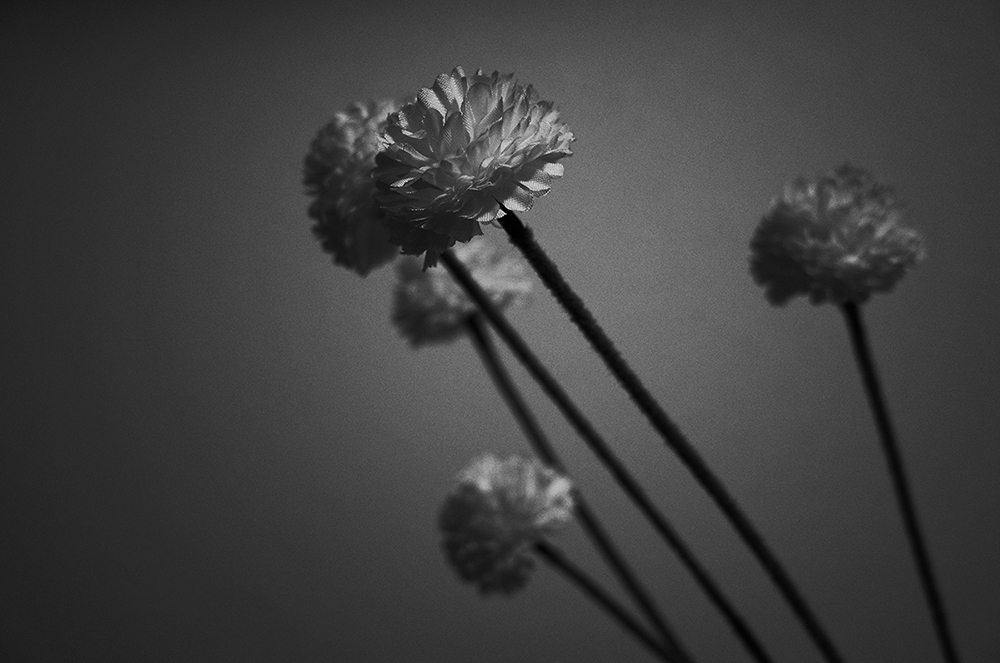 f:id:shimizum:20151125172449j:plain f:id:shimizum:20151125172449j:plain
