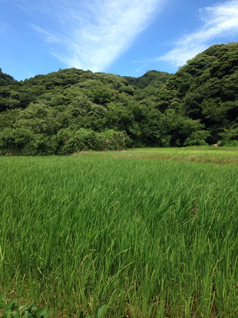f:id:shin_kuroiwa:20140807235545j:plain f:id:shin_kuroiwa:20140807235545j:plain