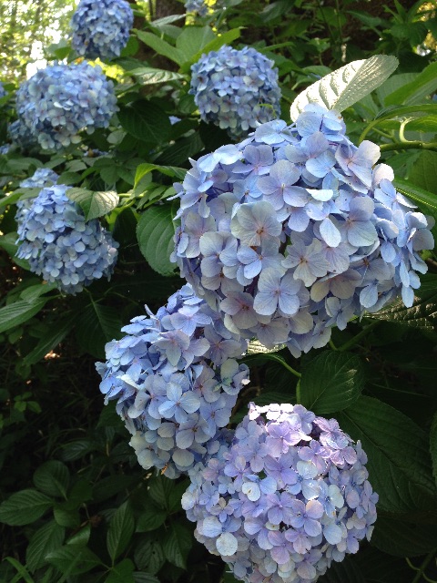 f:id:shin_kuroiwa:20150713123937j:image f:id:shin_kuroiwa:20150713123937j:image