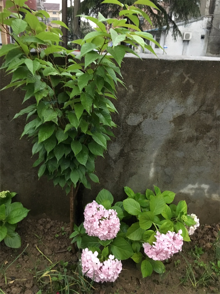f:id:shinseisei:20160601202156j:image f:id:shinseisei:20160601202156j:image
