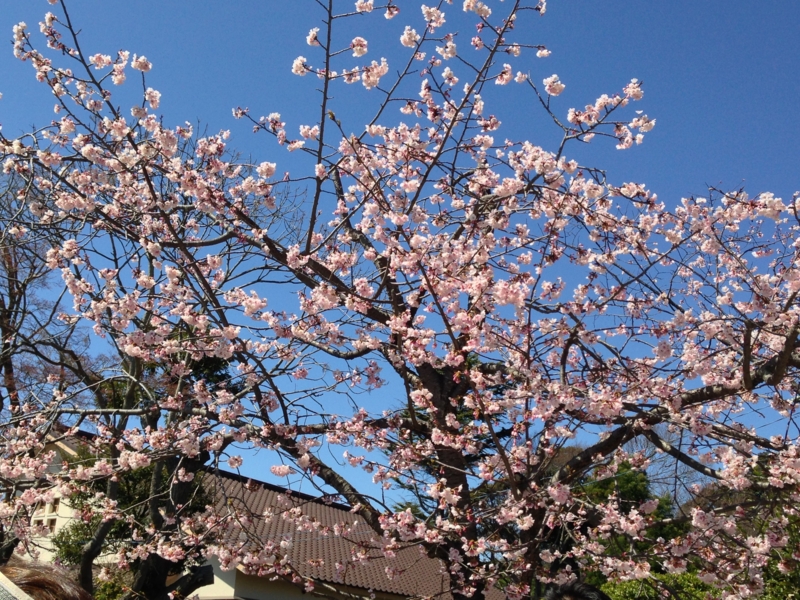 f:id:shintabi:20140324110815j:image f:id:shintabi:20140324110815j:image