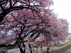 f:id:shioneri:20130320190612j:plain f:id:shioneri:20130320190612j:plain