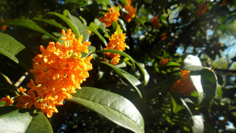 f:id:shioshiohida:20121025141543j:image