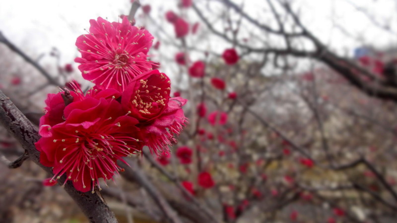 f:id:shioshiohida:20150225104850j:image f:id:shioshiohida:20150225104850j:image