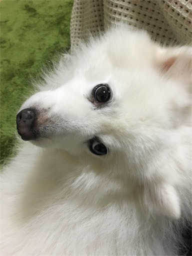 f:id:shirokun0806:20160315180442j:image f:id:shirokun0806:20160315180442j:image