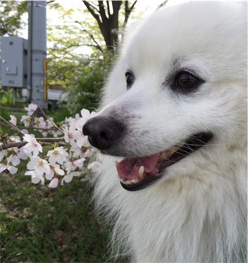 f:id:shirokun0806:20160405162619j:image f:id:shirokun0806:20160405162619j:image