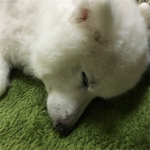 f:id:shirokun0806:20160526104338j:image f:id:shirokun0806:20160526104338j:image