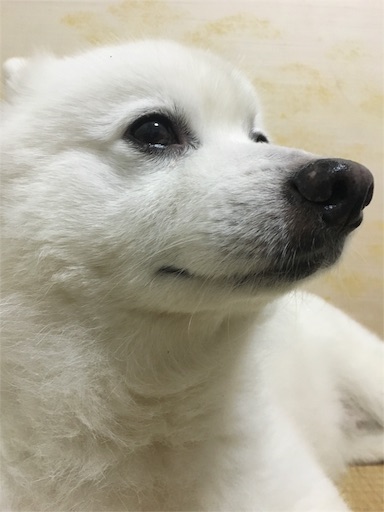 f:id:shirokun0806:20160602205539j:image f:id:shirokun0806:20160602205539j:image