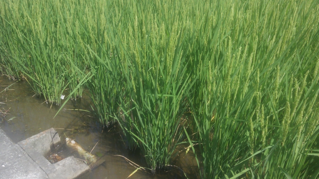 f:id:shirotofarm:20150921023101j:plain f:id:shirotofarm:20150921023101j:plain