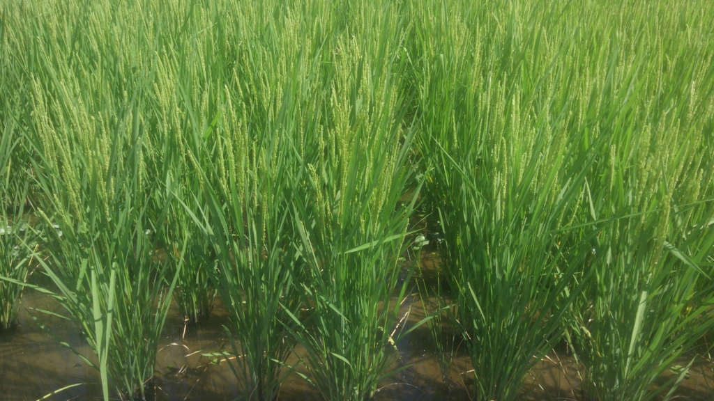 f:id:shirotofarm:20150921023416j:plain f:id:shirotofarm:20150921023416j:plain