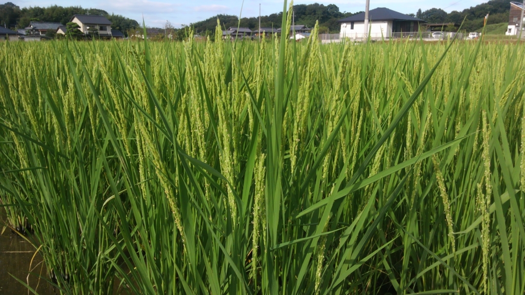 f:id:shirotofarm:20150921023805j:plain f:id:shirotofarm:20150921023805j:plain