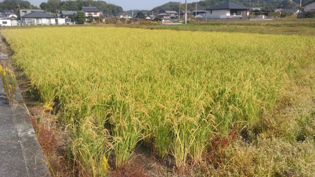 f:id:shirotofarm:20151025190321j:plain f:id:shirotofarm:20151025190321j:plain
