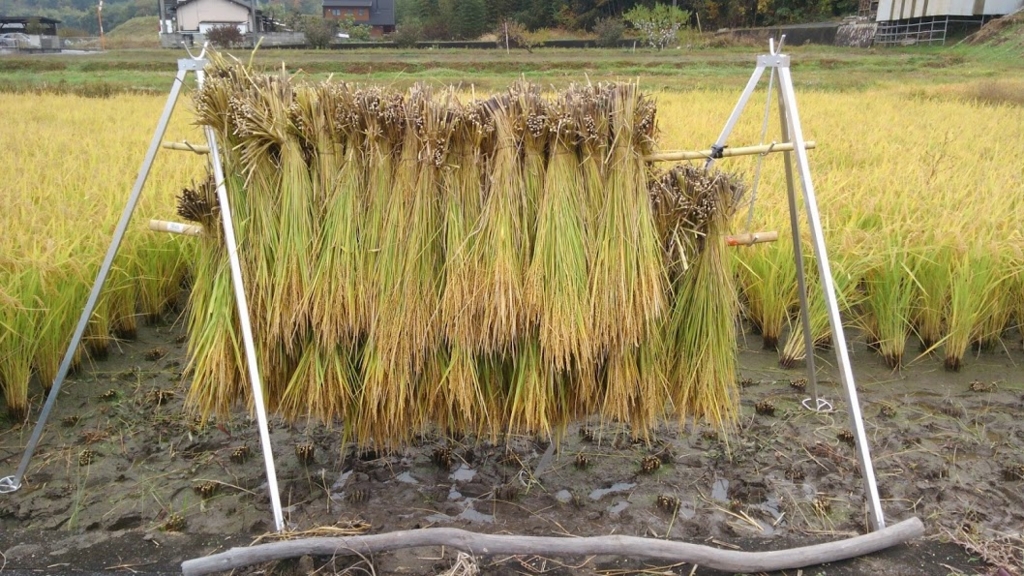 稲の掛け干し台（鉄パイプ）