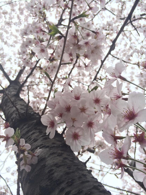 f:id:shiyunn:20150404161008j:plain f:id:shiyunn:20150404161008j:plain