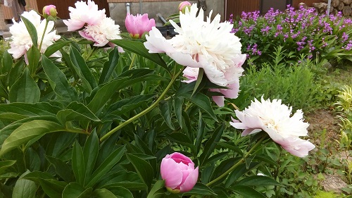 f:id:shizenshokunouso:20160525141354j:plain f:id:shizenshokunouso:20160525141354j:plain