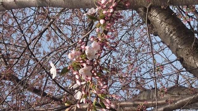 f:id:shizuokayo:20160503170303j:image f:id:shizuokayo:20160503170303j:image