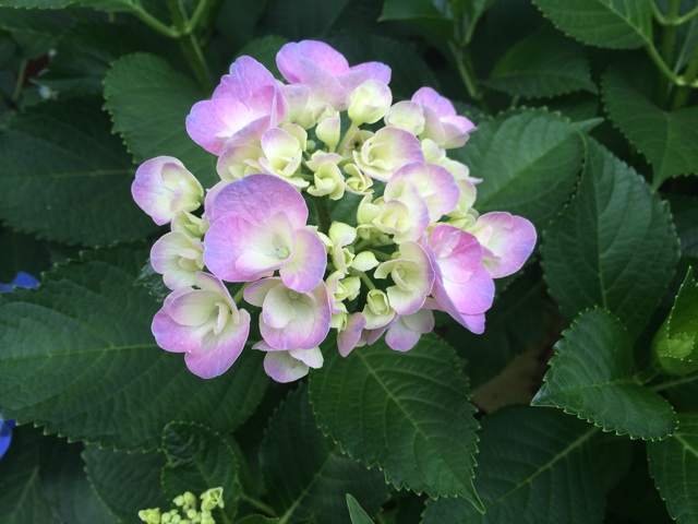 f:id:shobuno:20140604074131j:plain f:id:shobuno:20140604074131j:plain