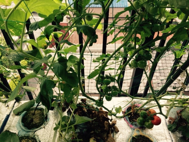 f:id:shobuno:20150705214201j:image f:id:shobuno:20150705214201j:image