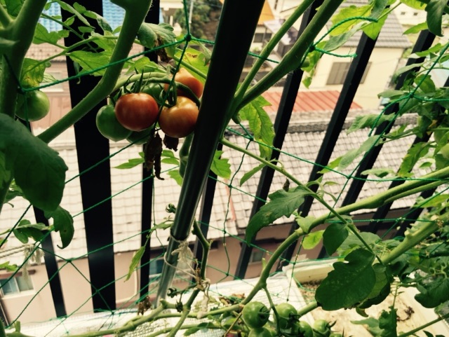 f:id:shobuno:20150705214230j:image f:id:shobuno:20150705214230j:image