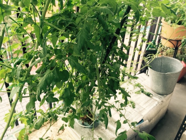 f:id:shobuno:20150705214245j:image f:id:shobuno:20150705214245j:image