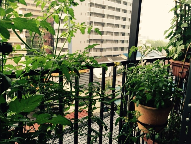 f:id:shobuno:20150705214255j:image f:id:shobuno:20150705214255j:image