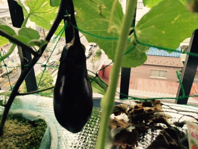 f:id:shobuno:20150705214359j:image f:id:shobuno:20150705214359j:image