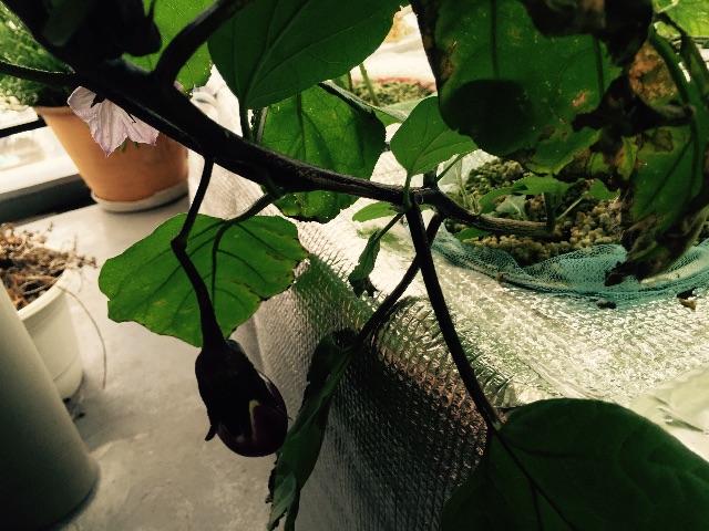 f:id:shobuno:20150705214419j:image f:id:shobuno:20150705214419j:image