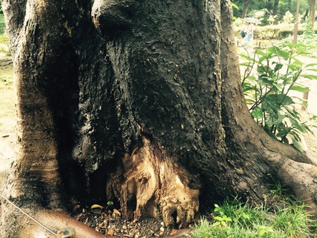 f:id:shobuno:20150706232707j:image f:id:shobuno:20150706232707j:image