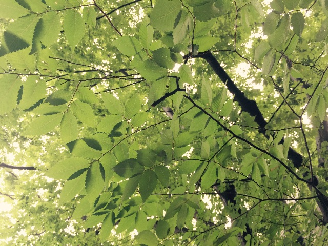 f:id:shobuno:20150706232826j:image f:id:shobuno:20150706232826j:image