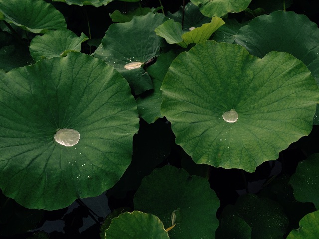f:id:shobuno:20150706232849j:image f:id:shobuno:20150706232849j:image