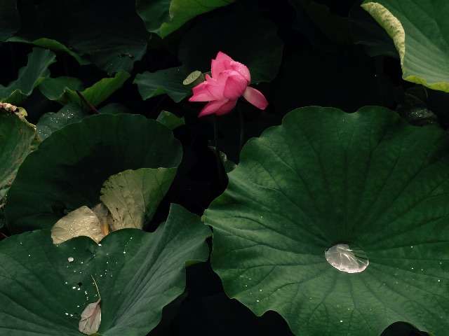 f:id:shobuno:20150706232908j:image f:id:shobuno:20150706232908j:image
