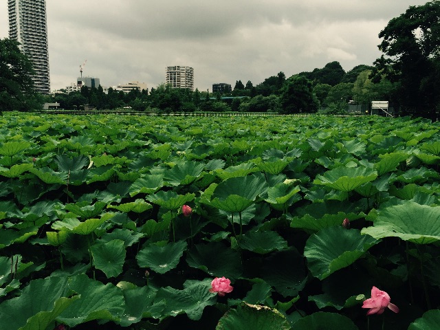 f:id:shobuno:20150706232928j:image f:id:shobuno:20150706232928j:image