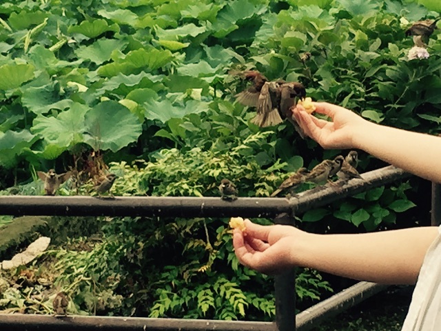f:id:shobuno:20150706232959j:image f:id:shobuno:20150706232959j:image