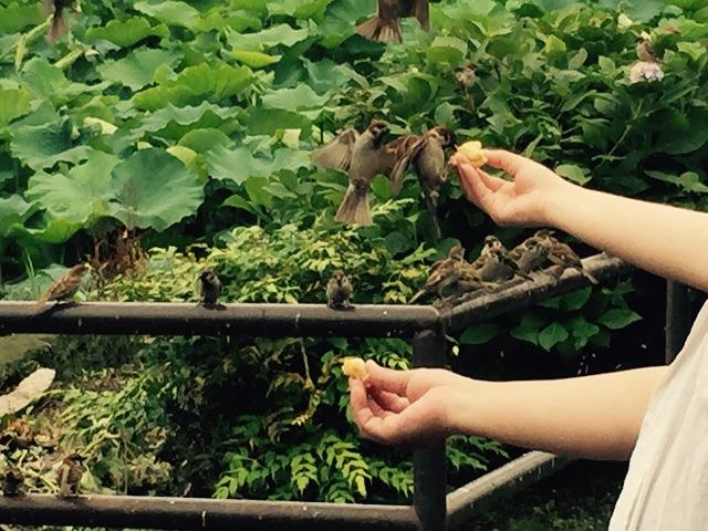 f:id:shobuno:20150706233010j:image f:id:shobuno:20150706233010j:image
