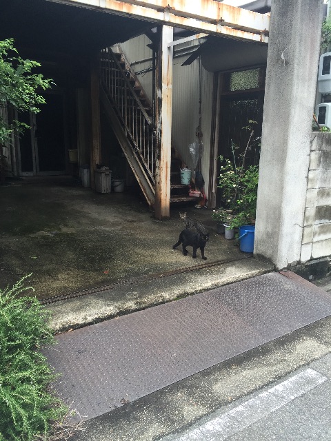 f:id:shojoshoujo:20150821163241j:image f:id:shojoshoujo:20150821163241j:image
