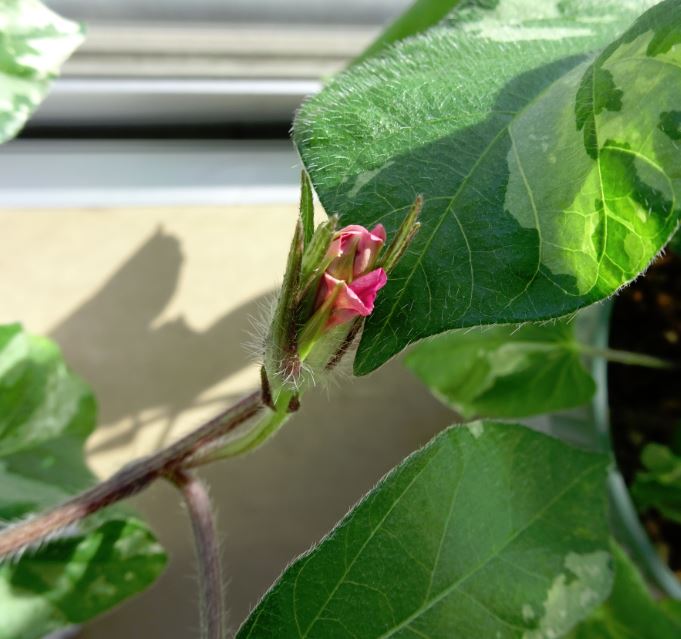 f:id:shootingstarjony:20160515172924j:plain