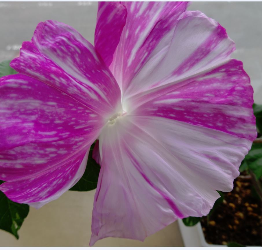 f:id:shootingstarjony:20160515173332j:plain