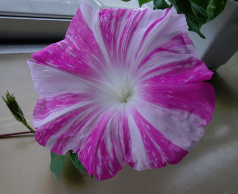 f:id:shootingstarjony:20160522224823j:plain