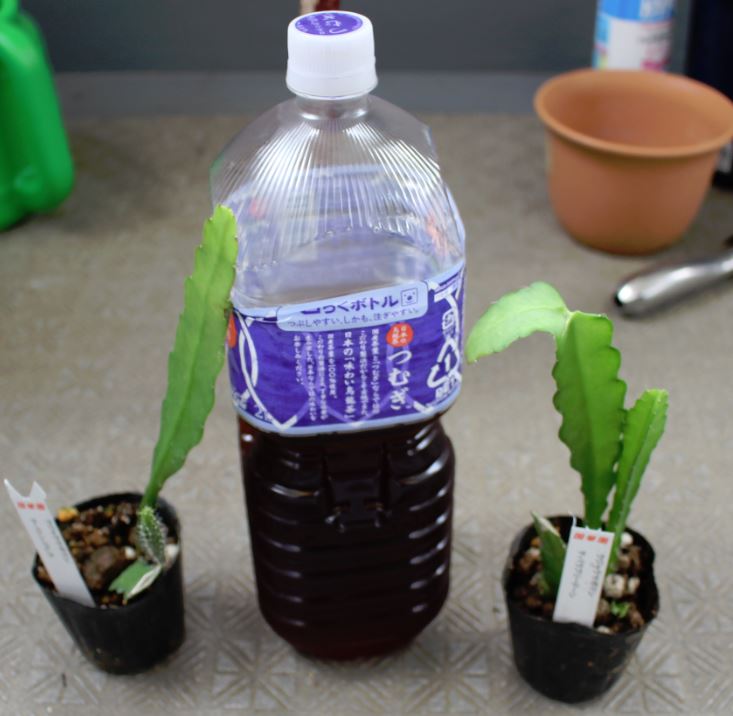 f:id:shootingstarjony:20160528082041j:plain