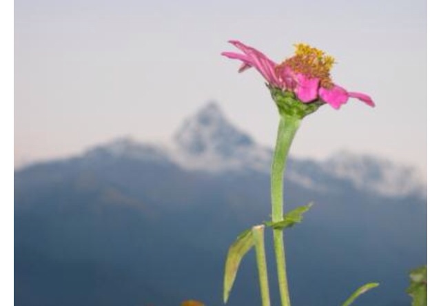 f:id:shophimalayan:20150517135830j:plain f:id:shophimalayan:20150517135830j:plain