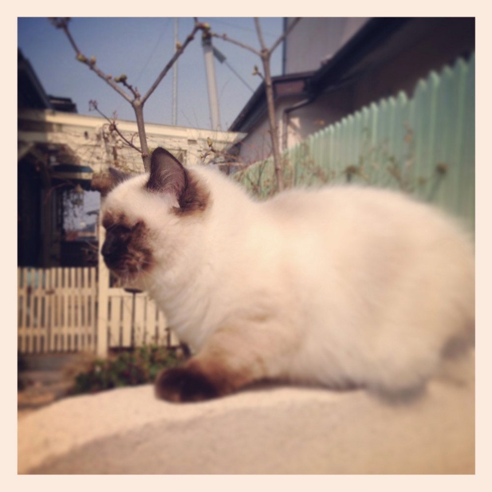 f:id:shopopo:20140424200455j:plain f:id:shopopo:20140424200455j:plain